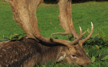 Kiemelkedő lapátos