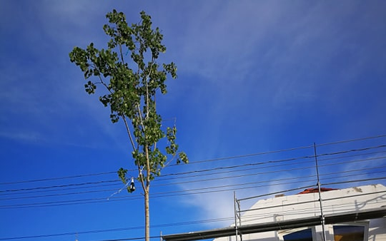 Szeretetüzenetekkel szeretnék újradíszíteni a májusfát 