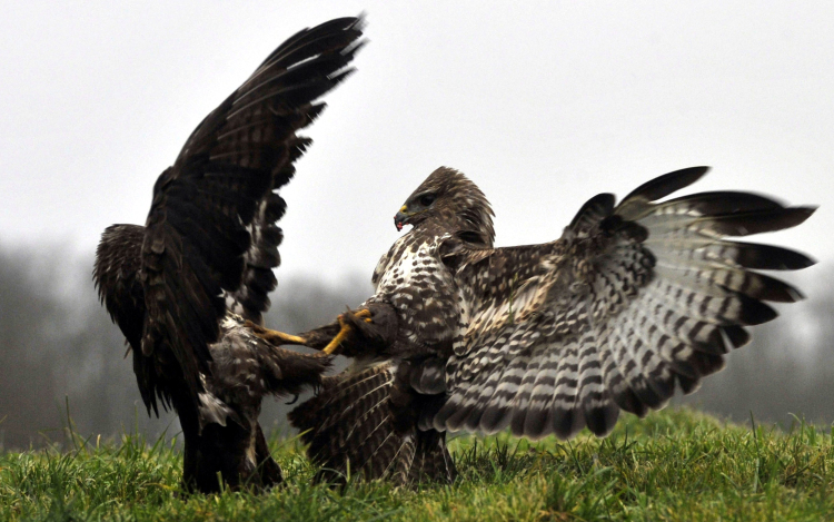 Egerészölyvek a Pacsmagi Halastavaknál