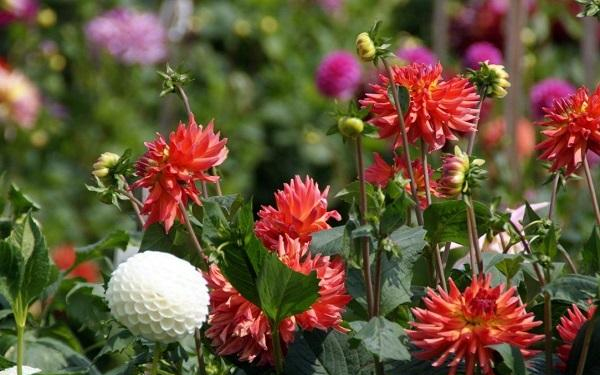 Még mindig gyakoriak a viráglopások 