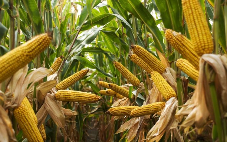 Magas termésátlaggal takarítják be a kukoricát Tolnában