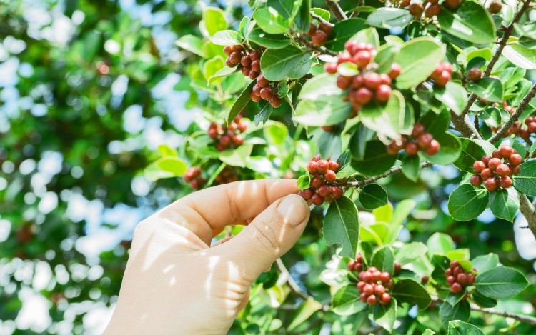 Kávé termesztése
