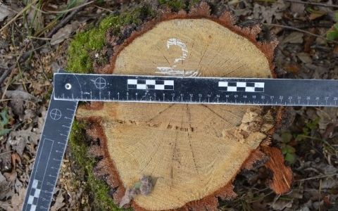 Vádemelést javasol a rendőrség a tamási falopás ügyében