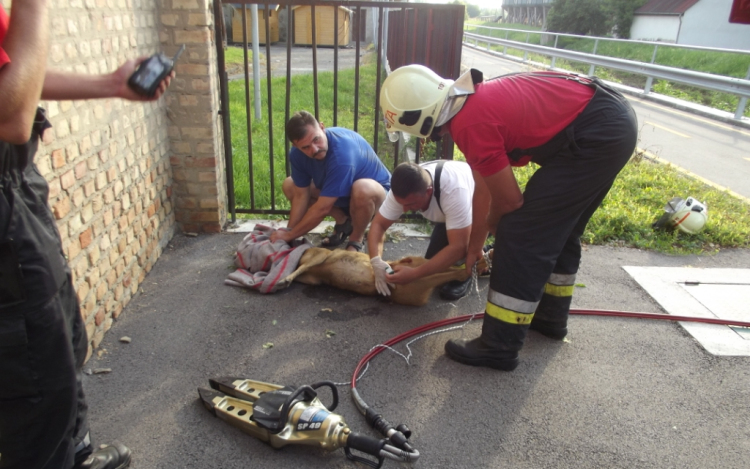 Őzet mentettek a tamási tűzolók