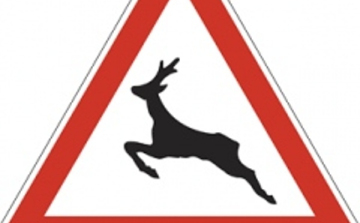 Az őzek nem ismerik a KRESZ-t