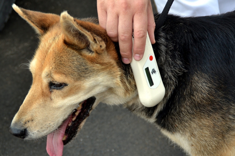 Tolna megyében is elérhetők ingyenes kutya mikrochip-leolvasók 