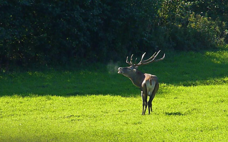 Szarvasbőgés az Ökoháznál