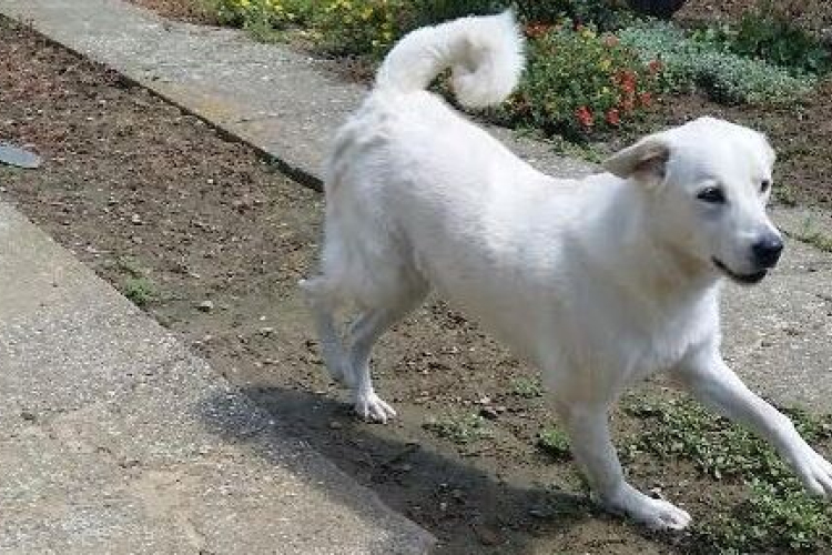 Új gazdát keresünk!