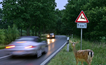 Minden hétre jut egy vadbaleset