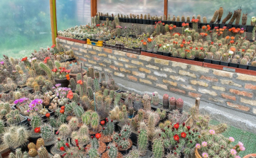 Egyedülálló télálló kaktusz gyűjtemény Tamásiban