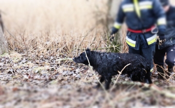 Kutyát mentettek a jégről a tamási tűzoltók