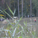 Trófeaszemle és szarvasbőgő élménytúra