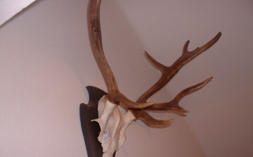 Trófeát próbált lopni 