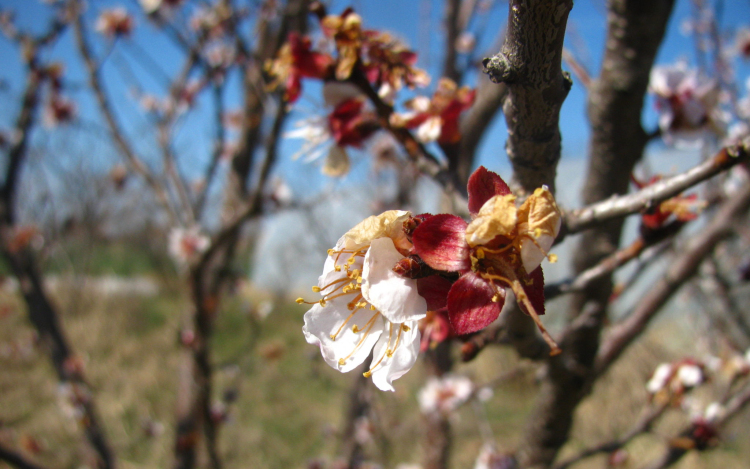 Sárgabarackból idén nem lesz sok