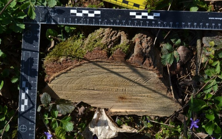 Vádemelést javasol a rendőrség a gyönki falopás ügyében