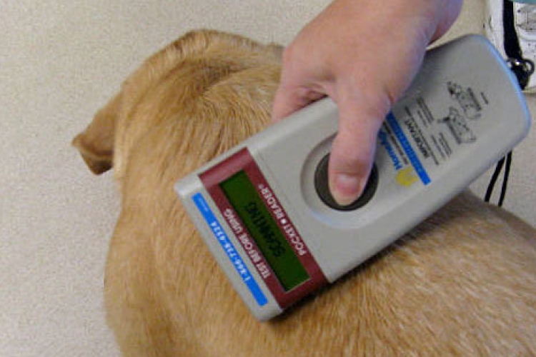 Mikrochip-leolvasókkal segíti az elkóborolt kutyák hazajutását a Mol