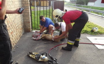 Őzet mentettek a tamási tűzolók