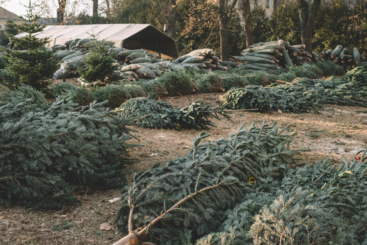 Fenyőfaárusokat ellenőrznek a héten Tolna megyében