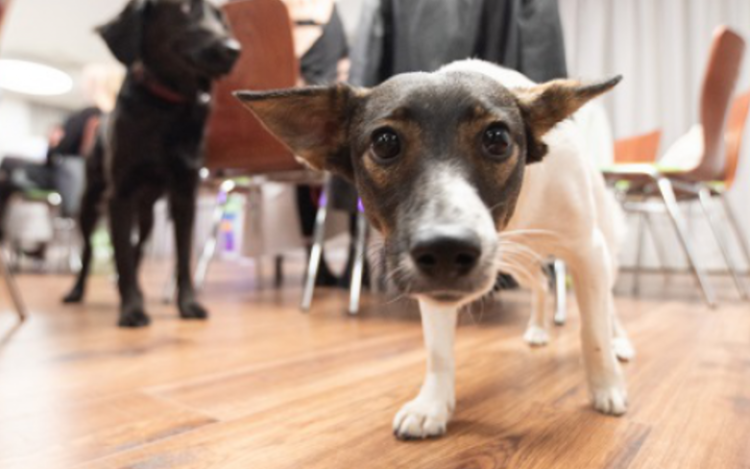 Kutyabarát lett a Tamási Önkormányzati Hivatal