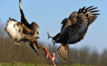 Viaskodó ölyvek Pacsmagon