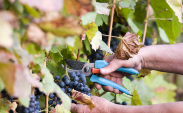 Jónak ígérkezik a szüret Tolna megyében