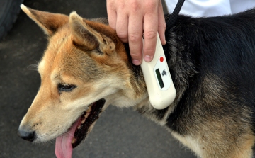 Tolna megyében is elérhetők ingyenes kutya mikrochip-leolvasók 