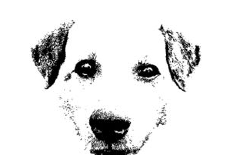 Mentsük meg a kölyökkutyákat!