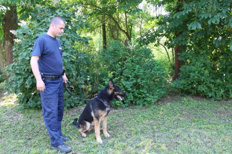 A hazaérő gyerek zavarta meg a betörőt, akit rendőrkutya keresett