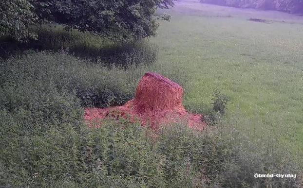 24 órás ÉLŐ vadkamera a gyulaji dámrezervátumban