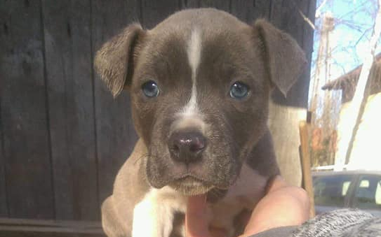 Légpuskával agyonlőttek egy kölyökkutyát Simontornyán