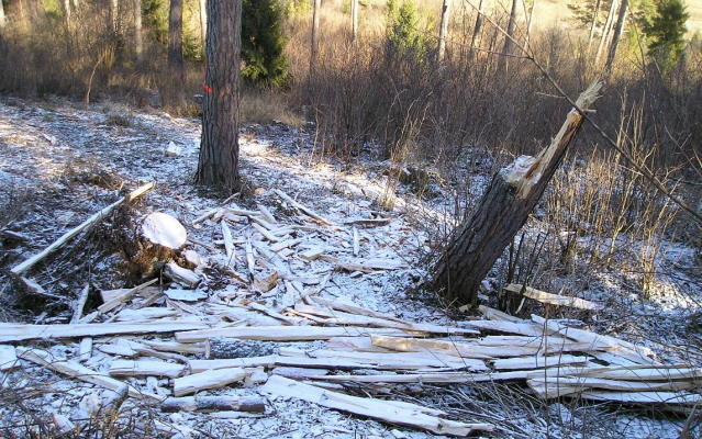 A község erdejéből lopott fát