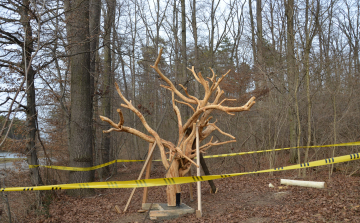 Cumifát avatnak holnap Tamásiban