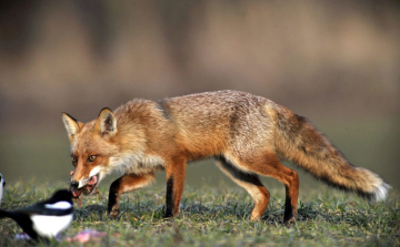 A nap képe: sokat akar a szarka