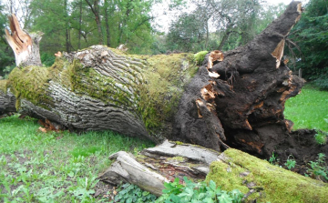 Gyászol a Tamási Parkerdő