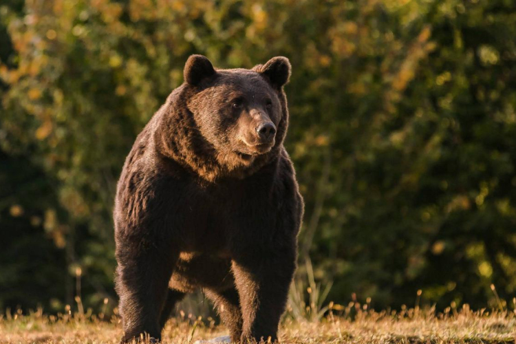 Jelentős kárt okoztak idén a medvék a székelyföldi Kovászna megyében