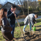 Faültetés a 2015-ben született gyermekek tiszteletére