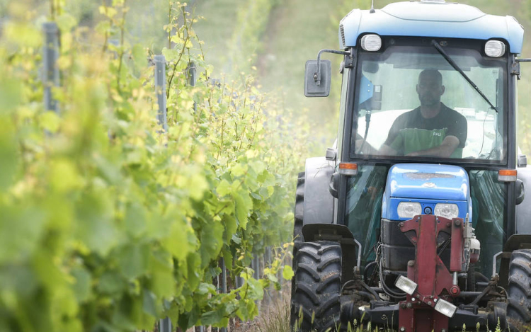 Tolnában a szőlő, a gyümölcsös, majd a szántó a legkelendőbb