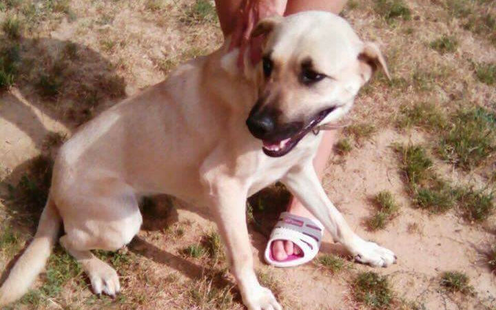 Bizsu gazdit szeretne!