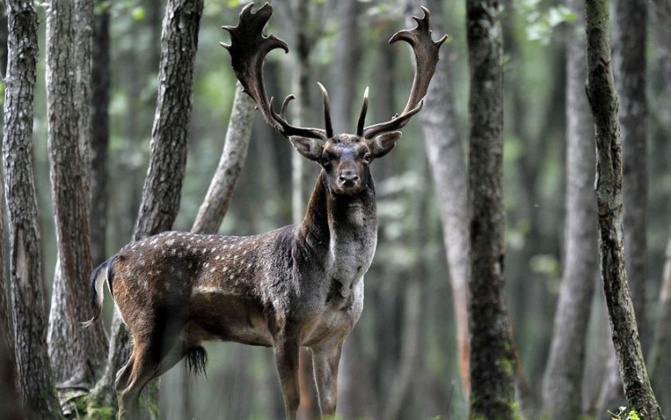 Dámok Dobogása Tanösvény Túra lesz a hétvégén 