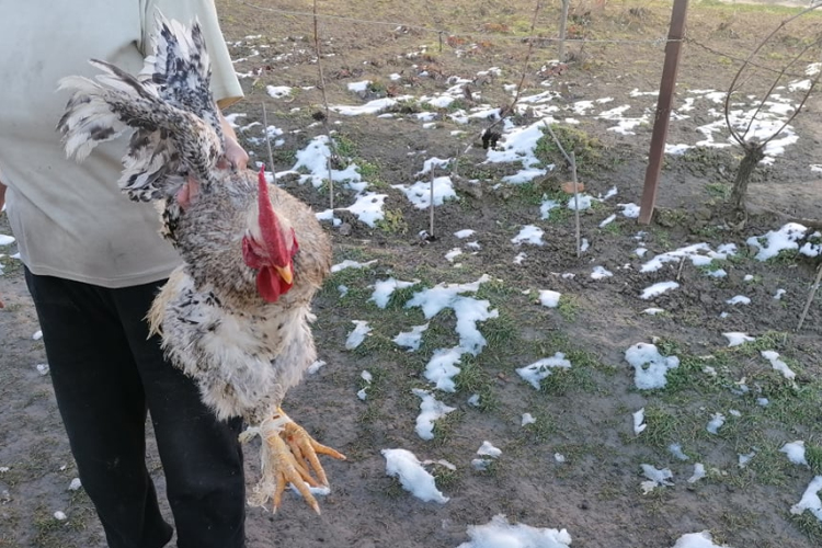 Kútba dobott kakashoz vonultak a tűzoltók 