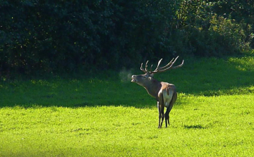 Szarvasbőgés az Ökoháznál