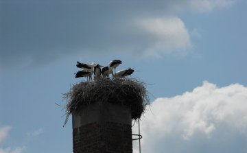 Készülődnek a gólyafiókák