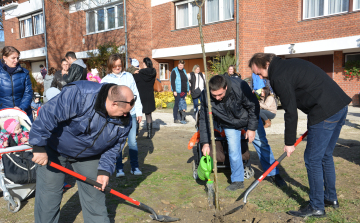 Gömbkőrisek cseperednek a gyermekekkel együtt