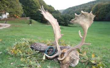 Ranglista esélyes bika Gyulajról