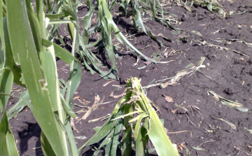 Csak a csonkok maradtak a kukoricából a jégeső után