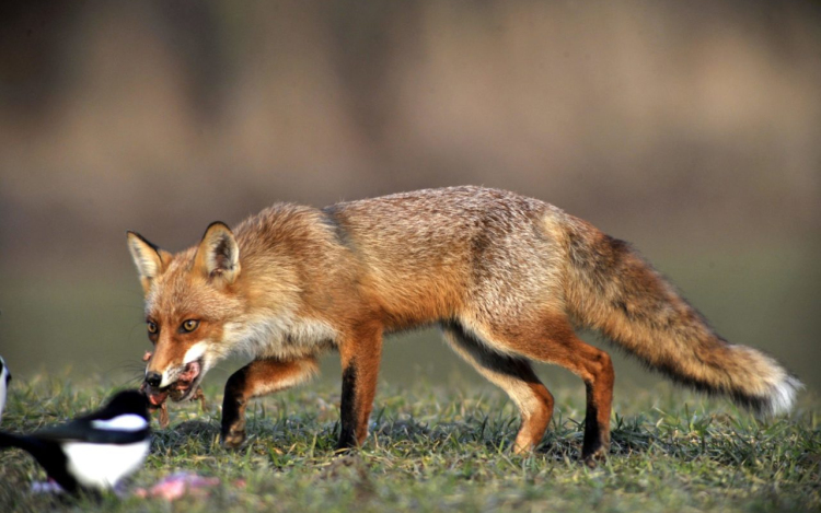 A nap képe: sokat akar a szarka