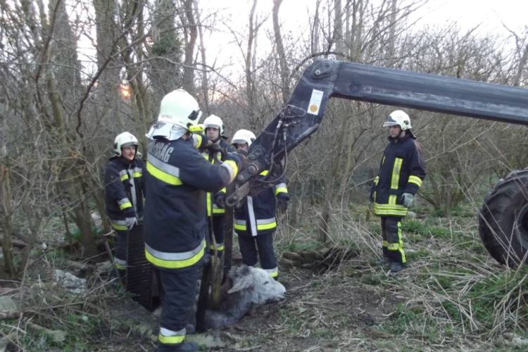 Állatmentéshez riasztották a tamási tűzoltókat