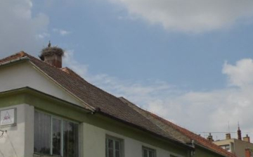 Megérkeztek a gólyák 