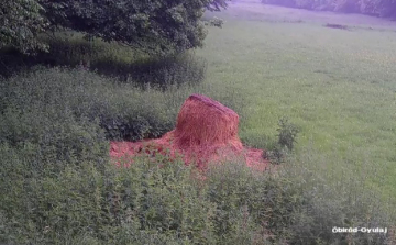 24 órás ÉLŐ vadkamera a gyulaji dámrezervátumban