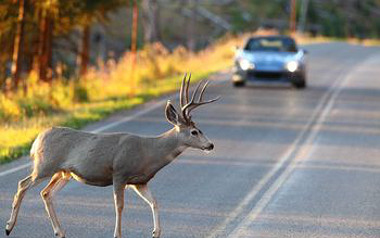 Vadbalesetek a megyében